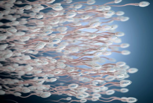 Porcentajes de éxito inseminación artificial Porcentajes de éxito inseminación artificial
